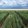 World breakthrough on salt-tolerant wheat